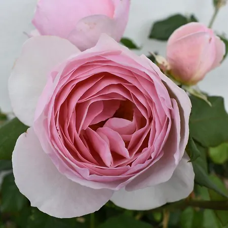 度假居 Simply Donegal Adrihidbeg